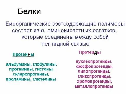 Белковые тела