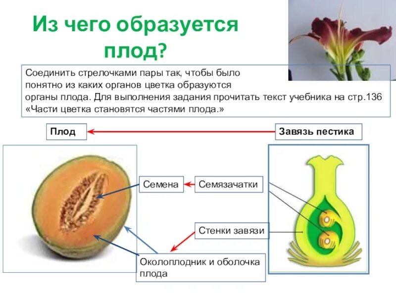 Появление вегетативных органов появление семени. Плод околоплодник пестик. Семя завязь, зародыш, околоплодник, Боб. Как формируется под у растений. Завязь и околоплодник.