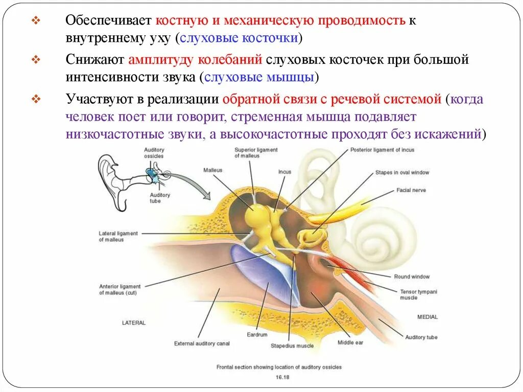 Слуховой анализатор анализатор. Слуховые мышцы. Мышцы слуховых косточек.