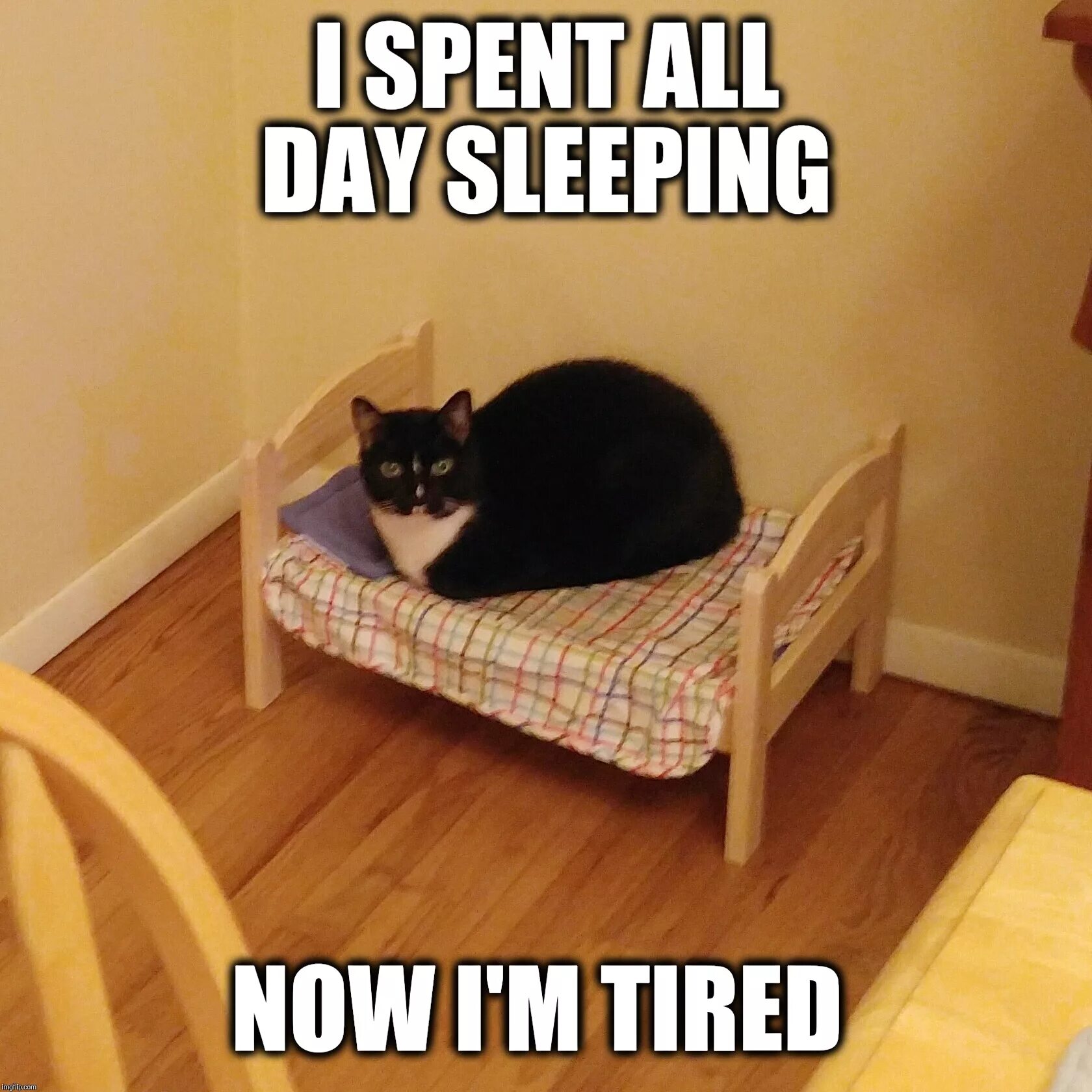 Sleeping Cat memes. Уставший котенок. Sleepy Cat meme. Cat Sleep meme. Slept like now