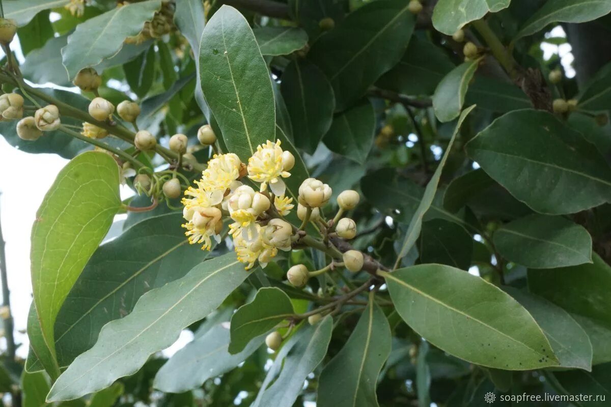 Laurus nobilis Culinary bay Laurus nobilis, Fragrant plant, Laurel plant