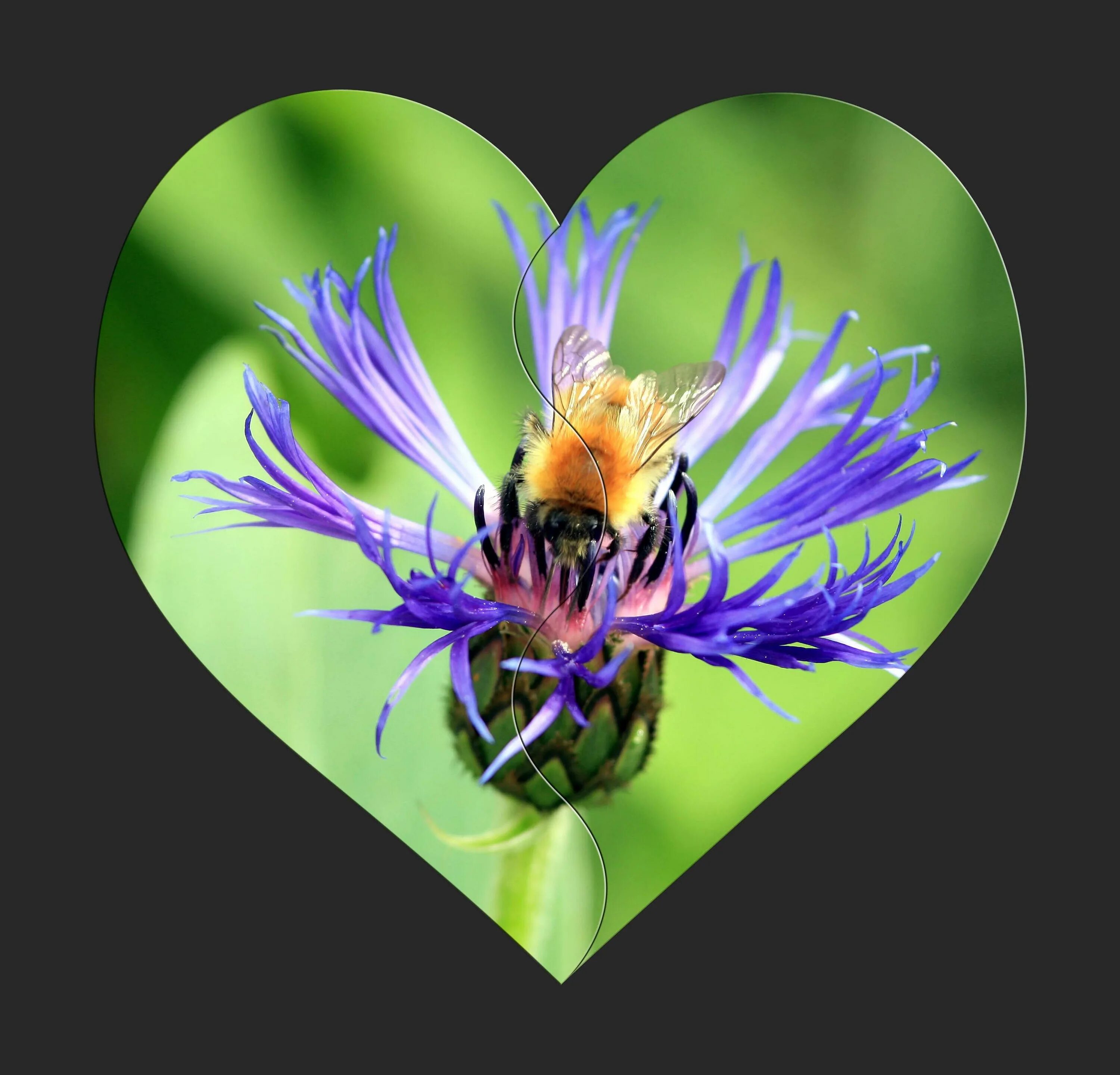 Сердце насекомых. Насекомые в сердечках. Пчела в форме сердца. Пчела на цветке арт. Пыльца сердце