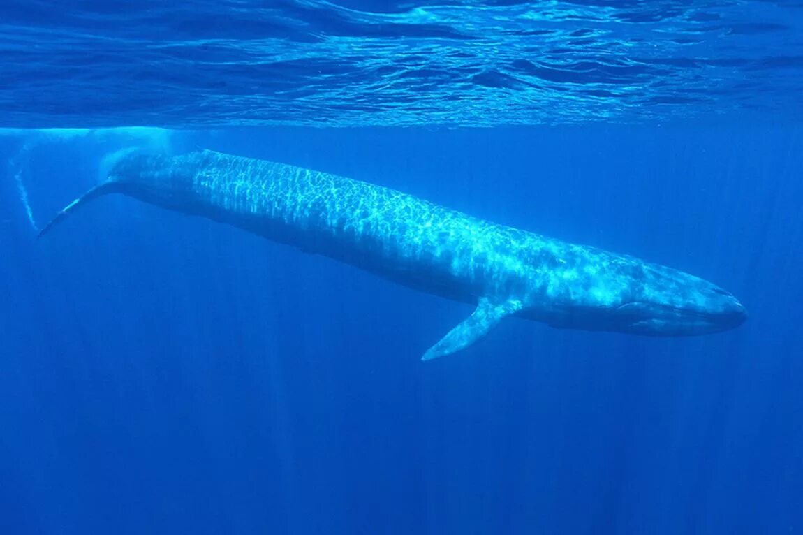 Синий кит блювал. Синий кит (голубой кит). Голубой кит Balaenoptera musculus. Китообразные синий кит.