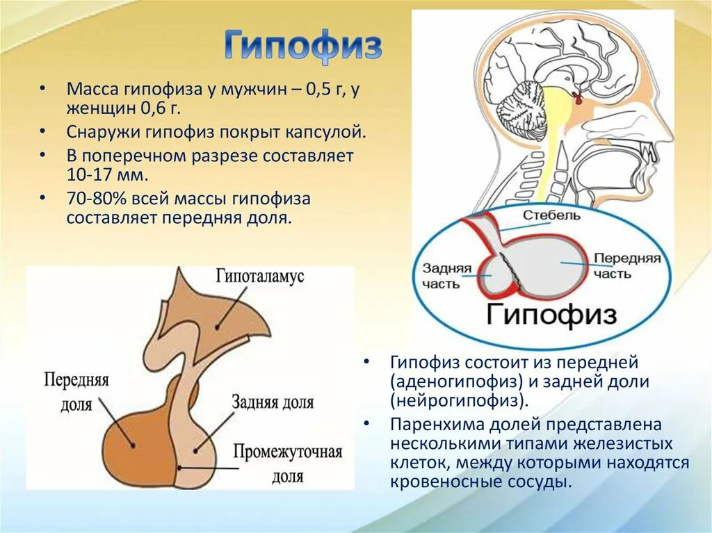 Гипофиз эндокринной. Анатомические структуры передней доли гипофиза. Происхождение передней доли гипофиза. Гипофиз строение и функции. Гормоны гипофиза иллюстрация.