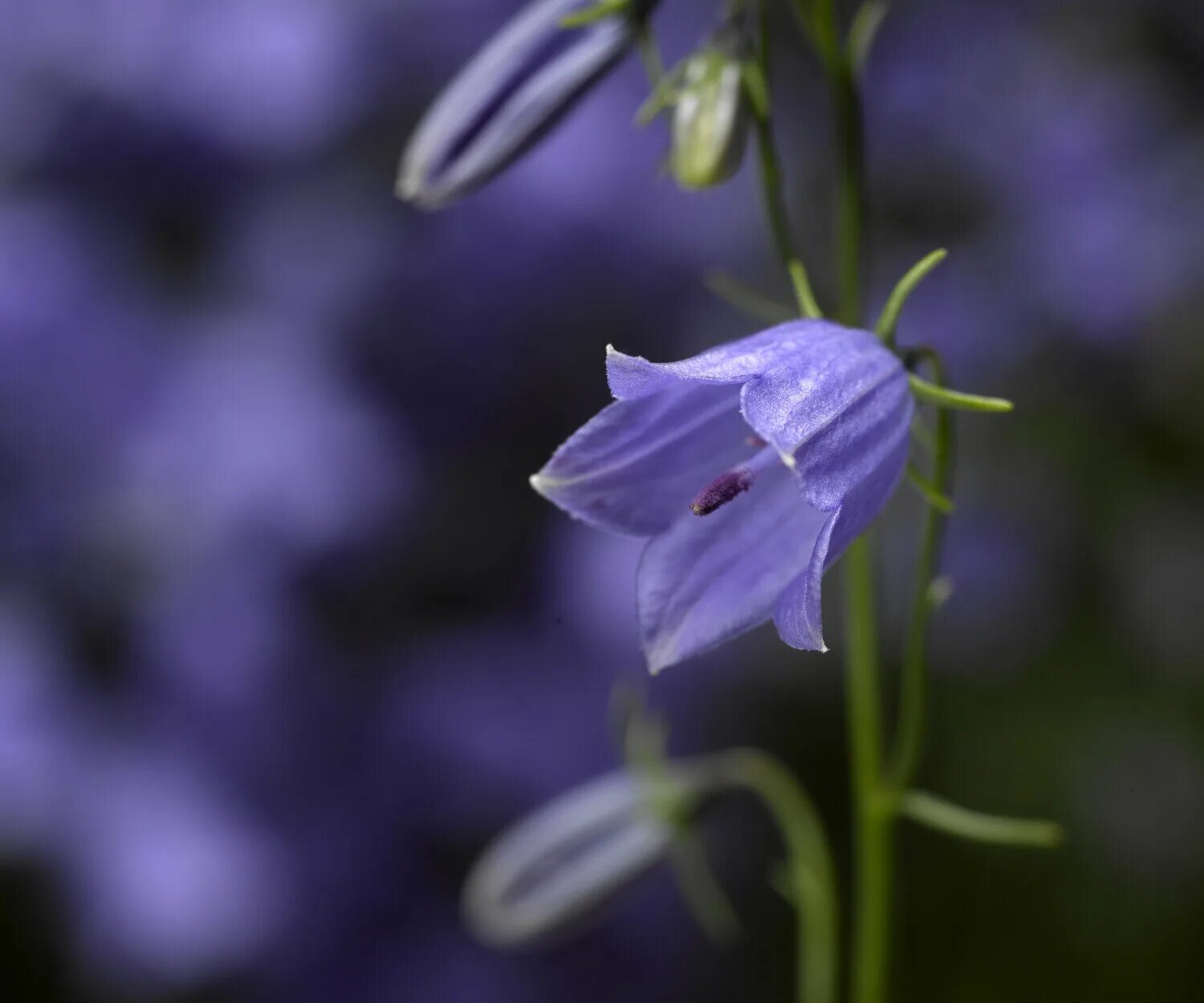 Campanula cochleariifolia. Колокольчик ложечницелистный Блю. Колокольчик ложечницелистный Jingle Blue. Колокольчик ложечницелистный «swinging Bells Blue». Признаки колокольчика