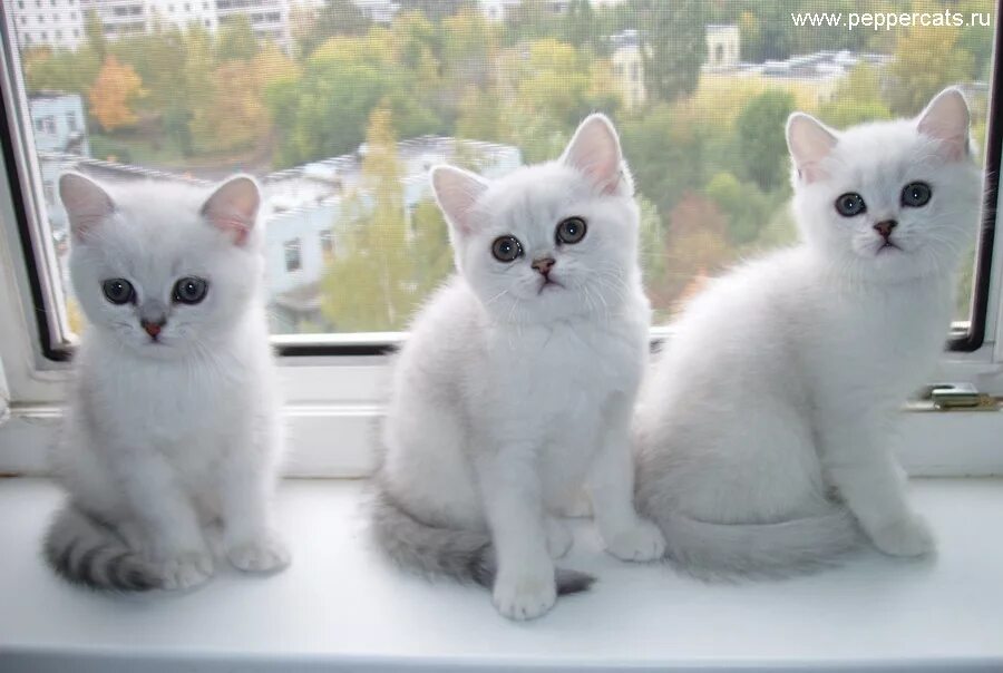 Три белых кота эх три белых кота. Сибирские котята белые. Мейн кун белый кошечка. Розовый котенок. Котята фото.
