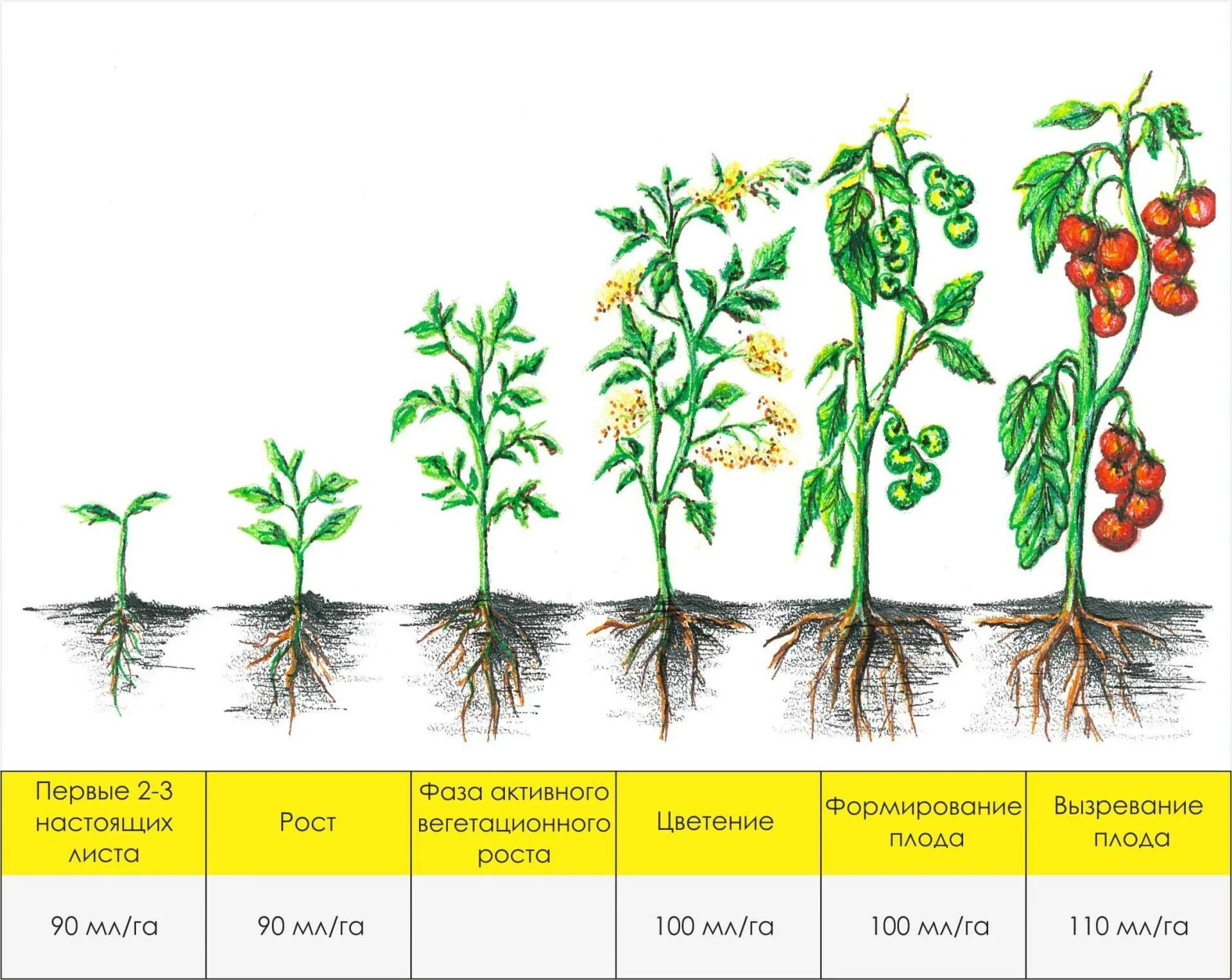 Стадия вегетации конопли. Какого пола выращивание. Росток мандаринового дерева всходы. Какого пола выращивание. Горшки для растений размеры.