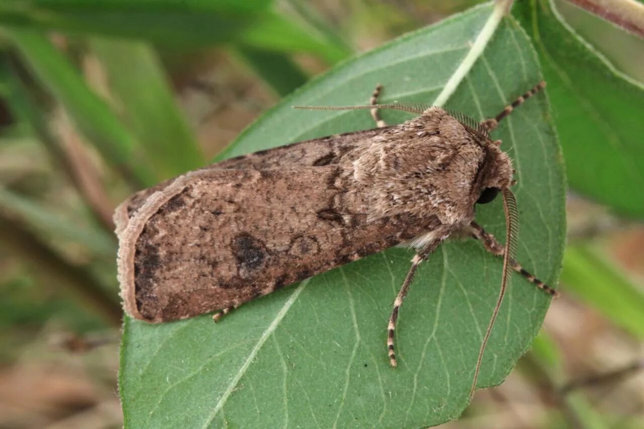 Озимая совка гусеница. Гусеница agrotis clavis. озимая совка (agrotis segetum),. озимая совка agrotis segetum den. et schiff.. agrotis segetum гусеница.