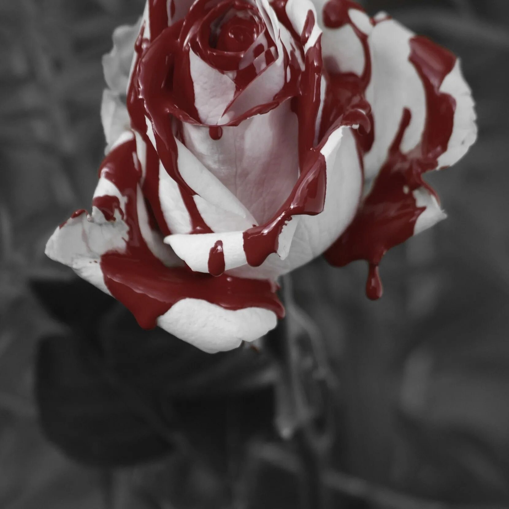 Кровавые цветы турецкие 256. Красные розы Эстетика.
