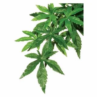 Plant ex