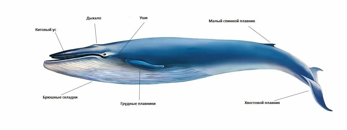 Ласты кита и роющие. Строение синего кита. Отряд китообразные строение. Внешнее строение кита. Особенности внешнего строения кита.