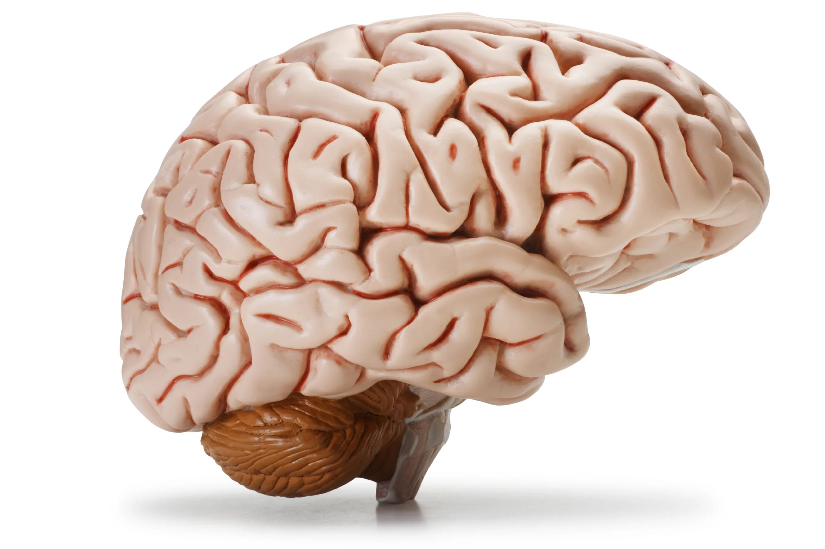 Мозги расслабились. Изображение мозга человека.