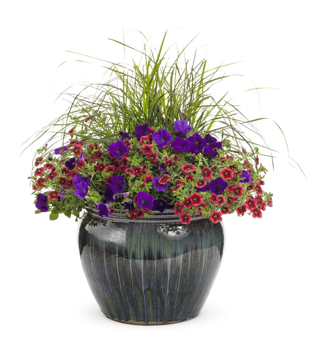 Колеус и калибрахоа. Кашпо lechuza balconera color 80. Вербена и колеус. Садовые цветы в кашпо. Ипомея батат колеус петуния.