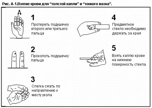 Алгоритм взятие. Алгоритм взятия капиллярной крови. взятие толстой капли крови на малярию алгоритм. приготовление толстой капли крови мазка крови на малярию алгоритм. методика приготовления тонкого мазка крови.