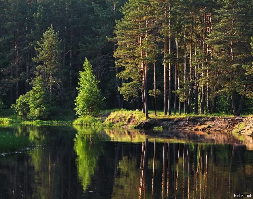 Какая природа в московской области. Национальный парк Мещера Гусь-Хрустальный. Национальный парк Мещерский леса. Мещерский лес Рязань. Национальный парк Мещера Рязанская область.