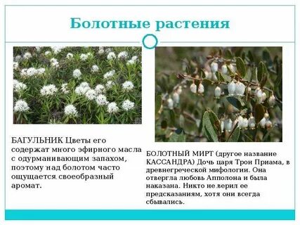 Растения болот признаки