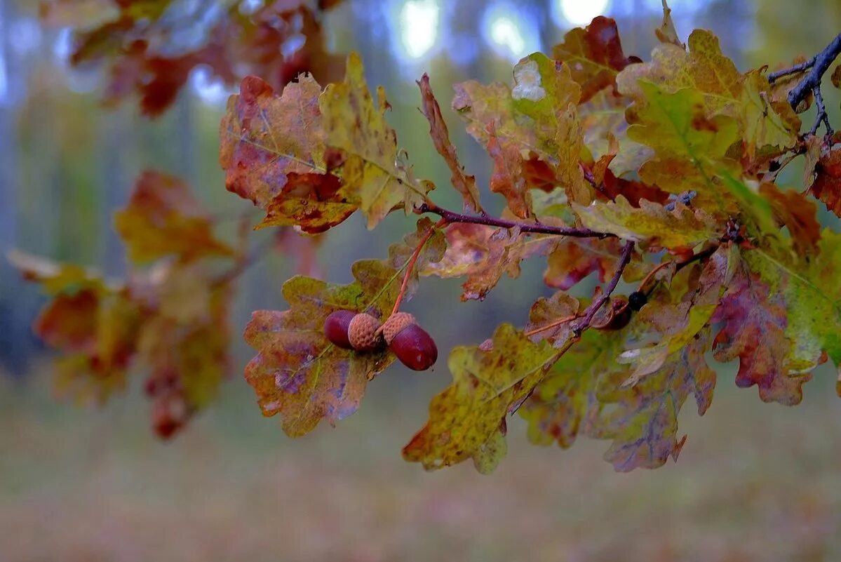 дуб черешчатый (quercus robur). лист дуба. дубовая ветка с желудями. ветка дуба. дубовые ветки в сербии.