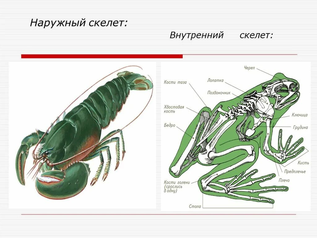 Прочный внутренний скелет