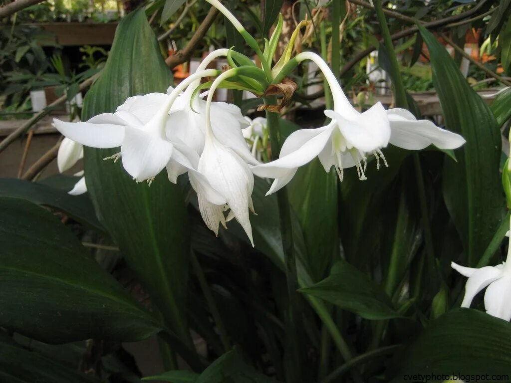 Комнатный цветок с белыми цветами название. Эухарис амазонский. Лилия эухарис. Эухарис грандифлора. Эухарис Амазонская Лилия.