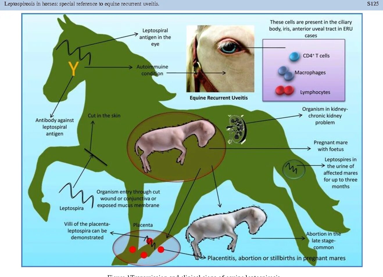 Лептоспироз сельскохозяйственных животных. Заболевания лептоспироз лошадей. Лептоспироз гепатит