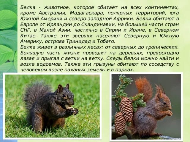 Где обитает белок