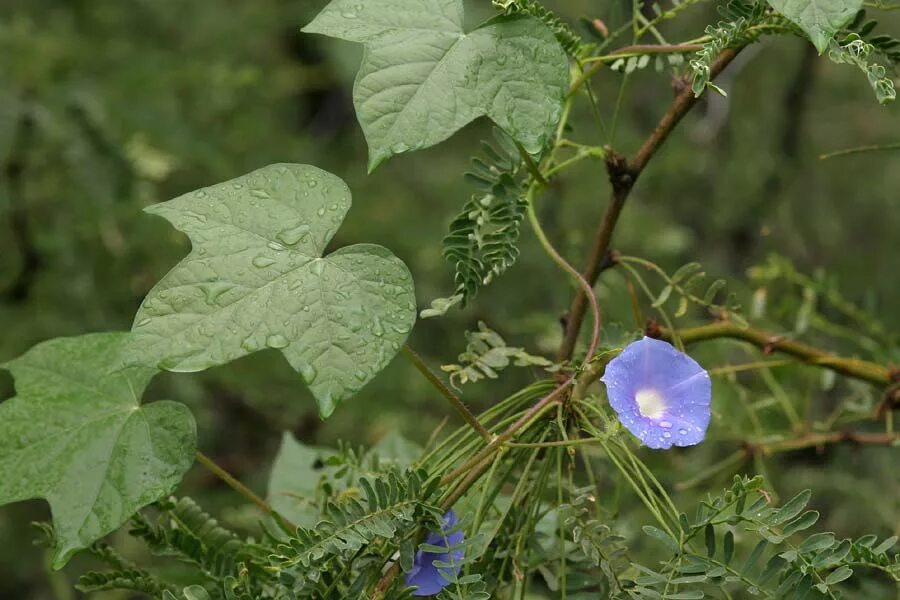 Ipomoea hederacea. Ипомея плющевидная. Ипомея плющевидная карантинный сорняк. Ипомея плющевидная семена.