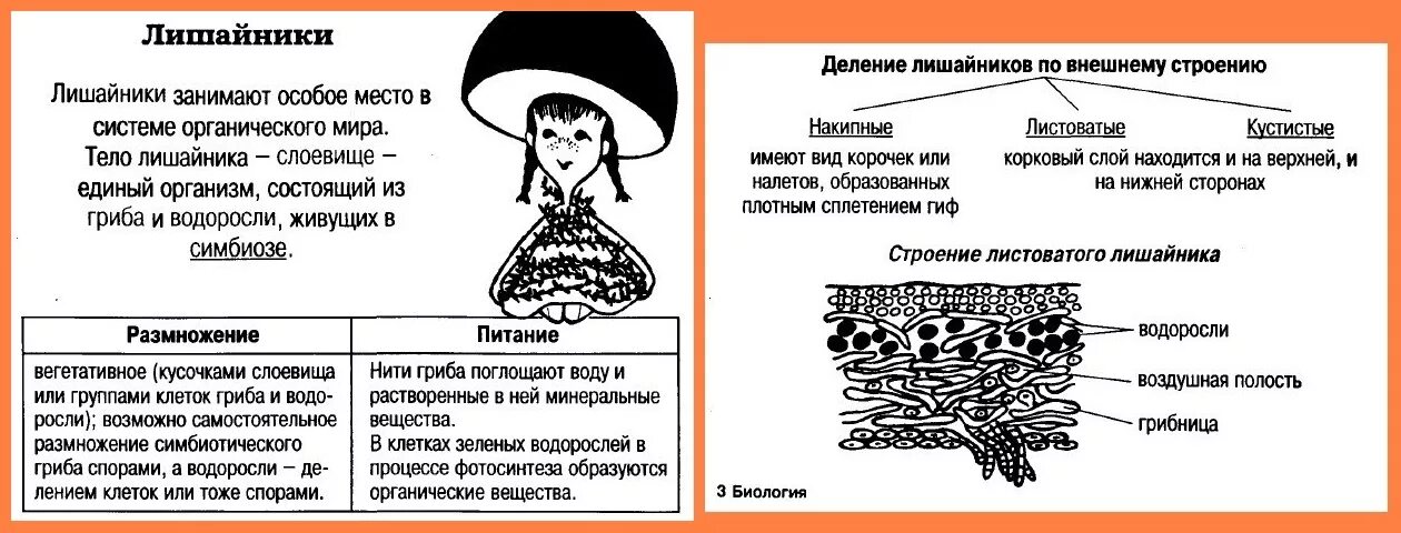 Строение лишайника таблица. Особенности строения грибов и лишайников. Опорный конспект лишайники. Конспект по биологии лишайники.