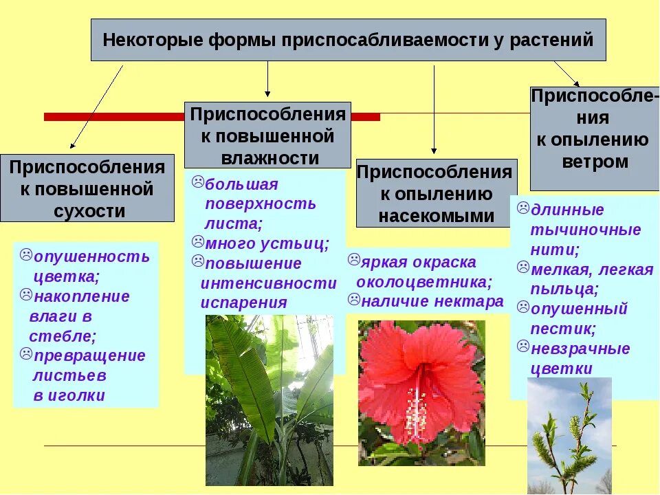 Пример приспособления растения