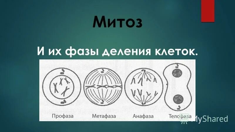 Схема клеточного цикла митоза. 3 фазы деления клетки. Клеточное деление митоз. Фазы деления клетки митоз рисунок. Митоз растительной клетки схема.
