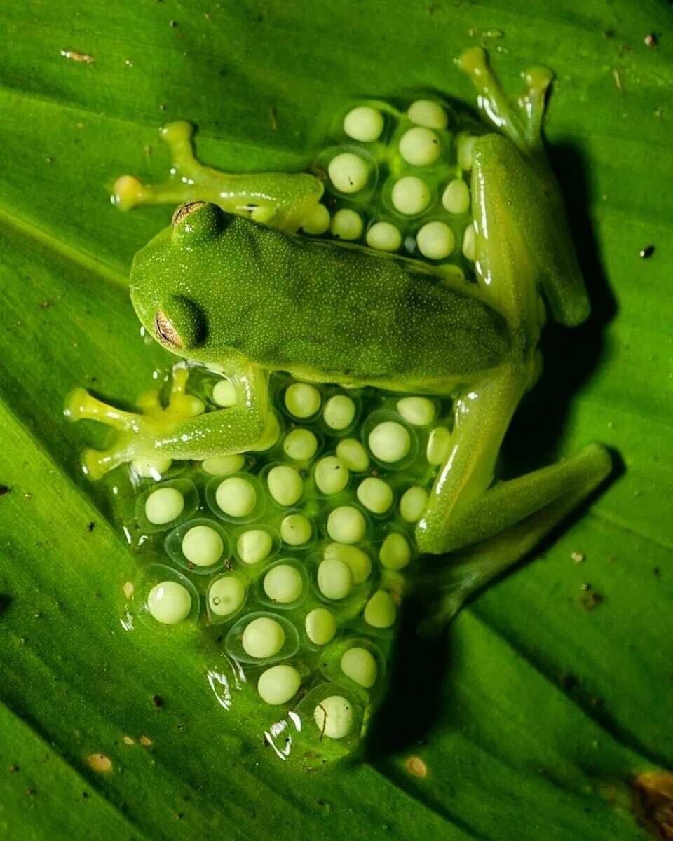 Стеклянная лягушка Флайшмана (Hyalinobatrachium fleischmanni). Стеклянная лягушка (Glass Frog). Лягушка квакша амфибии. Квакша обыкновенная икринки.