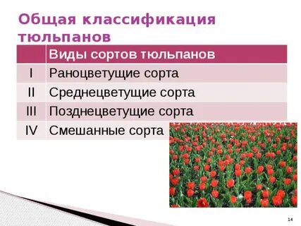 Систематическая группа тюльпана