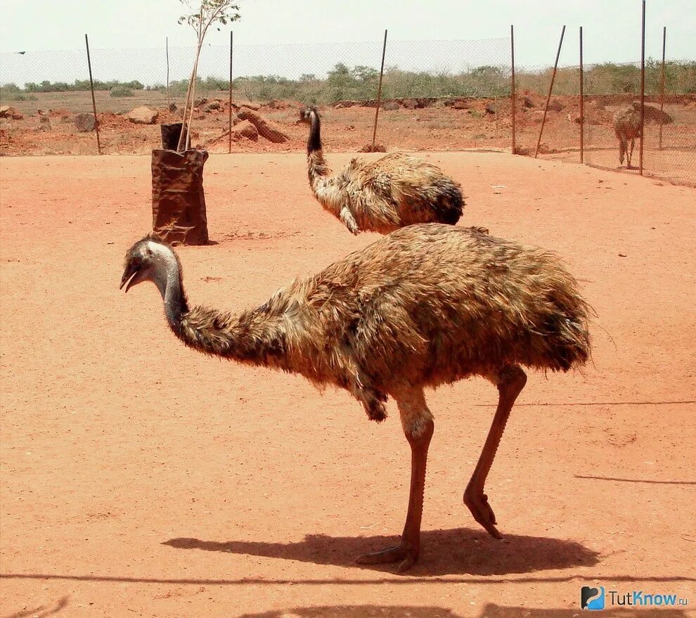 Emu o