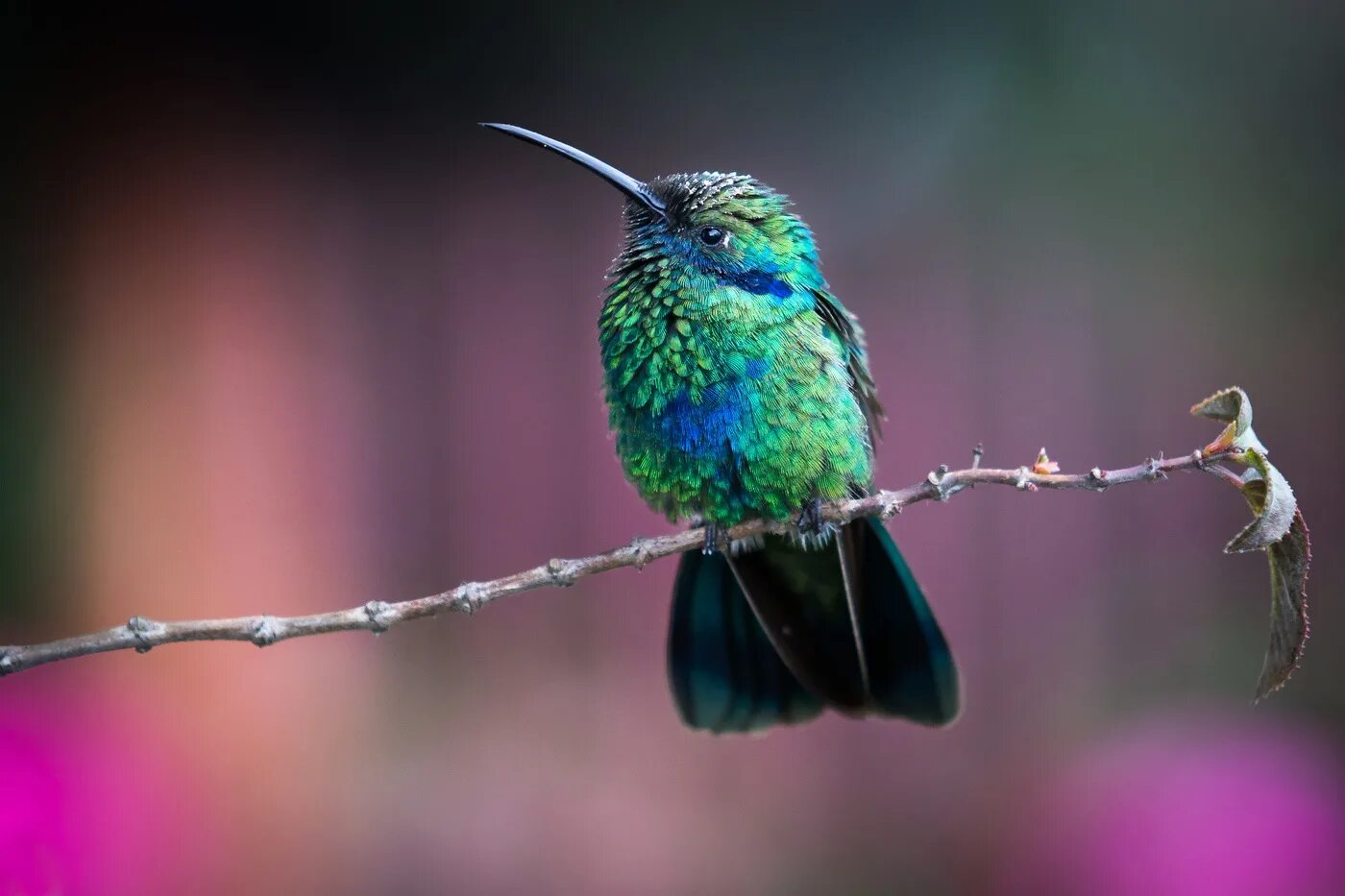 Птичка Колибри. Колибри (подотряд). Kolibri Qushi. Колибри фото птицы.