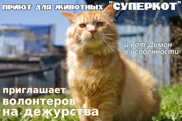 Кот димон. Димон рыжий кот. рыжий кот димон картинки. света опять рыжий кот dimon.