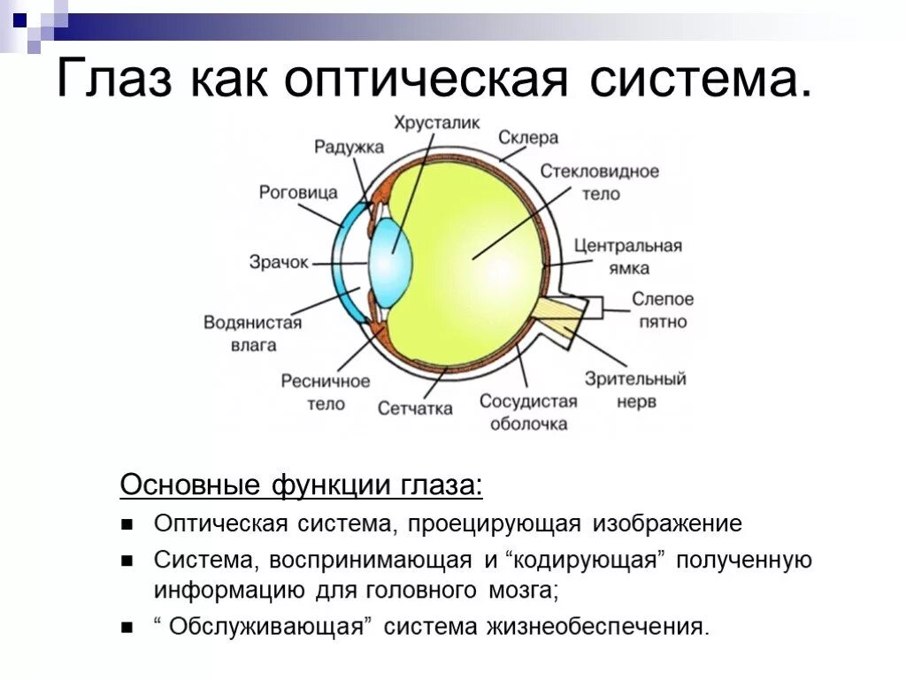 Строение оптической системы глаза. Структура оптической системы глаза. Строение глаза оптическая система глаза. Оптическая структура глаза строение и функции. Оптическая система глаз последовательность