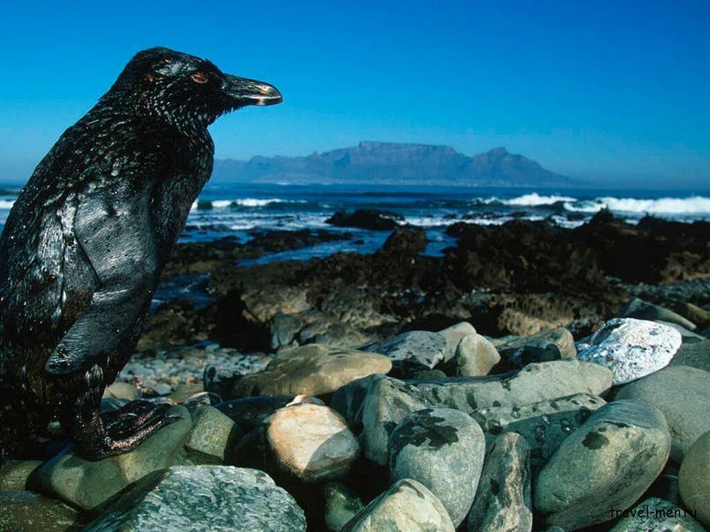 Животные страдают от загрязнений. Пингвины в нефти. Загрязнение мирового океана. Морские животные в нефти. Загрязнение мирового океана нефтью животные.