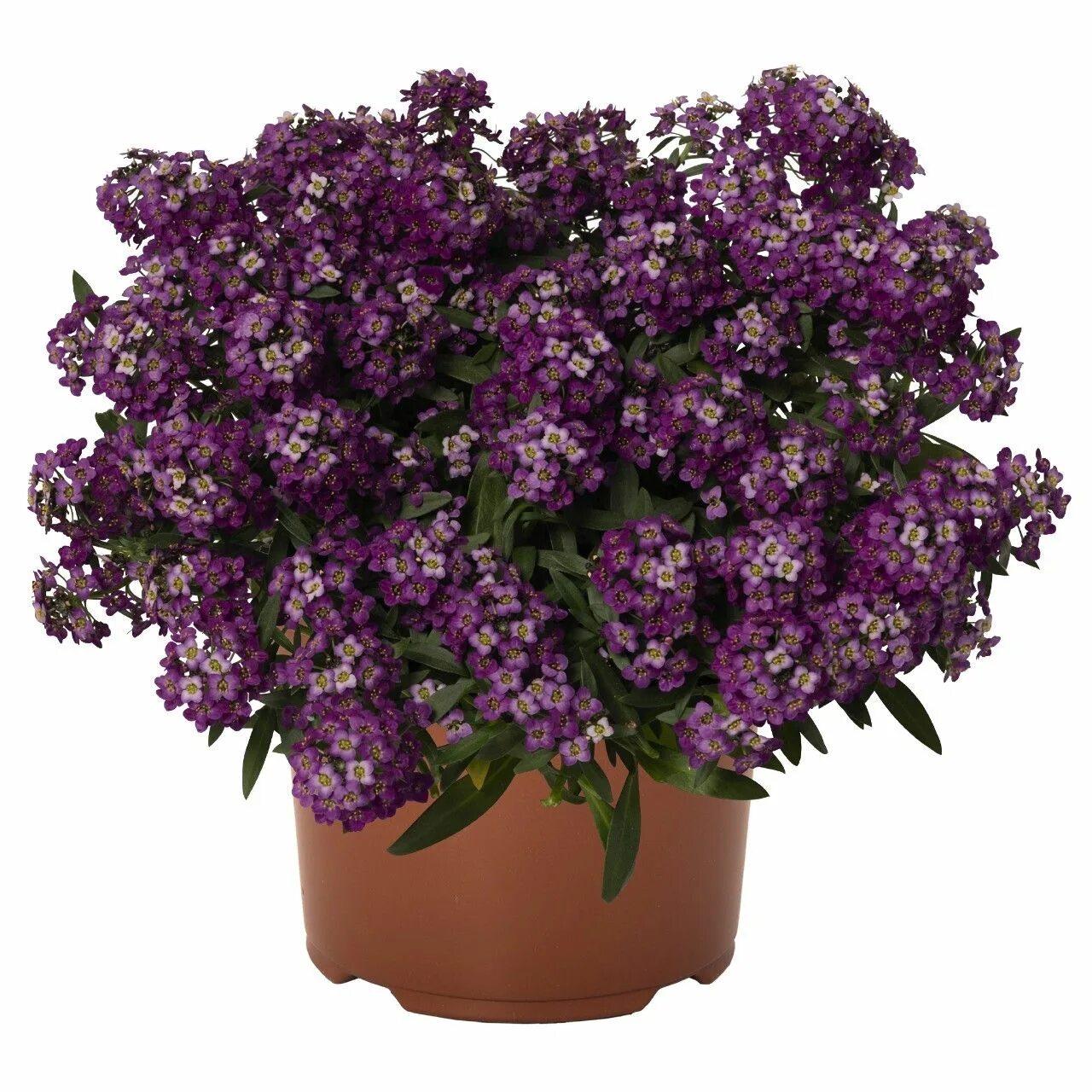 Алиссум кристалл. Алиссум лусия парпл. алиссум перпл. алиссум yolo purple. алиссум люсия пурпл.