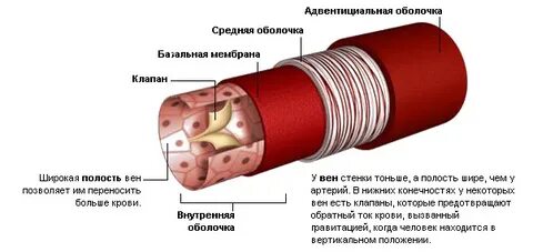 Внутренний слой кровеносных сосудов называется