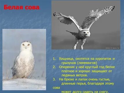 Белая сова сообщение 4 класс окружающий
