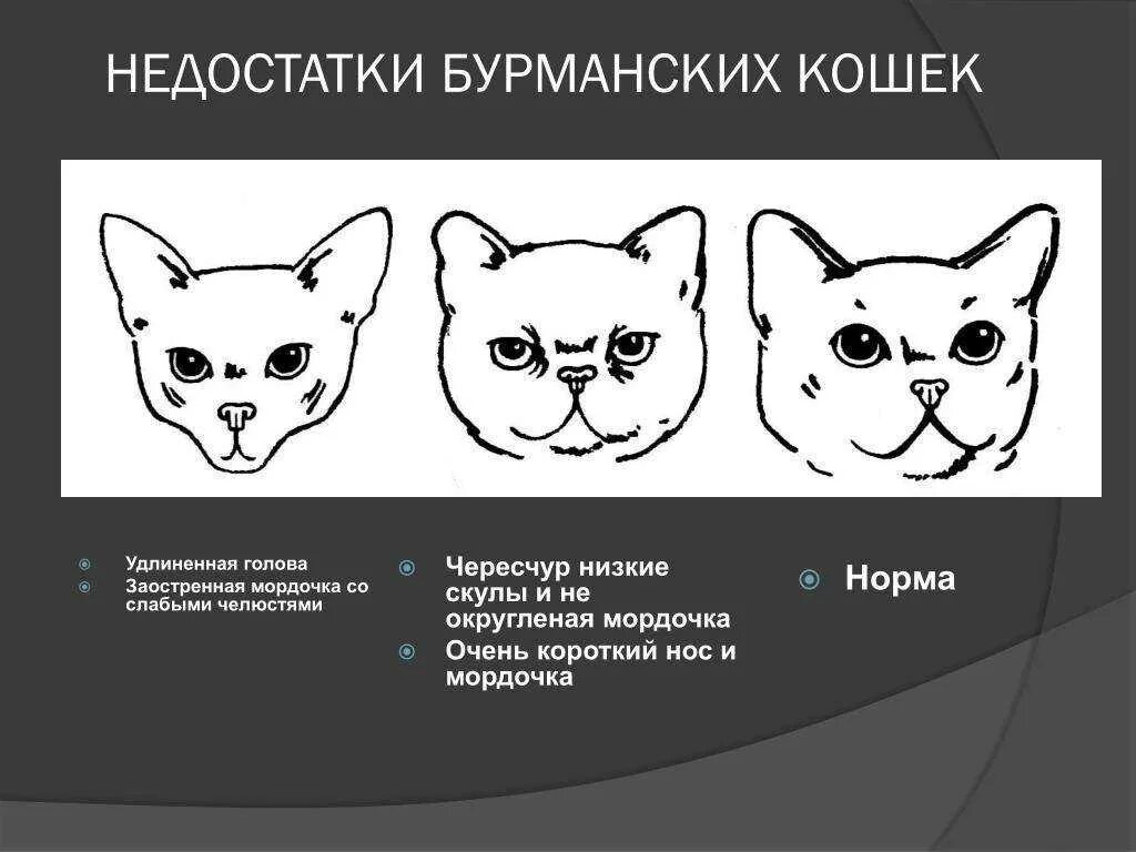 Порода кошек тайская и сиамская различие. Треугольные уши у кошек. Построение головы кошки. Форма головы у кошек трапецевидная. Клиновидная голова кошки.