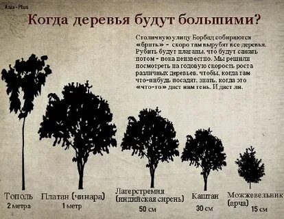 Когда мы были деревьями
