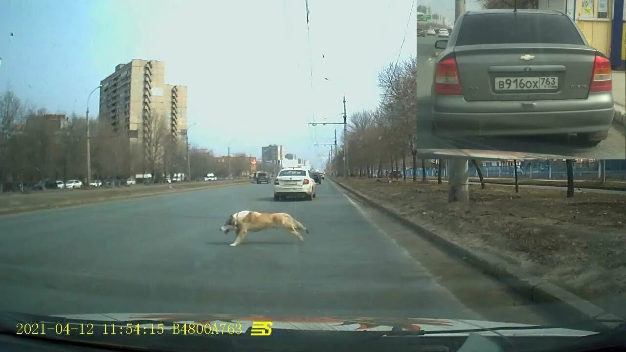 Собака выбежала на дорогу. Сбил собаку на машине примета