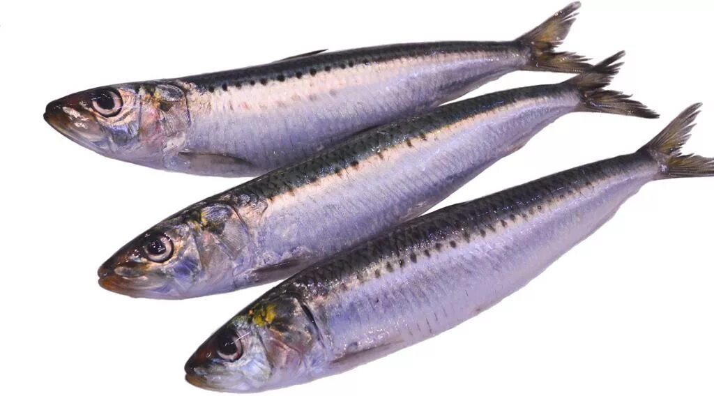 Pesce azzurro: elenco dei pesci azzurri e delle loro qualità Sardinha, Receitas,