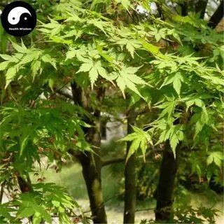 Листья китайского клена