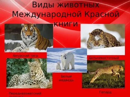 Какие животные есть в международной красной книге