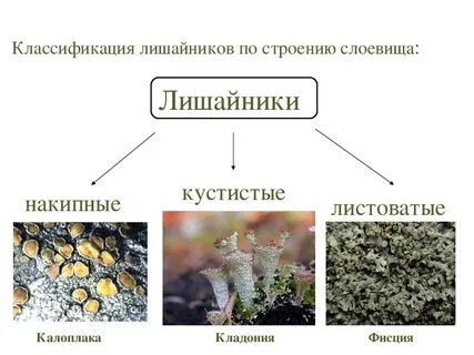 Формы слоевища
