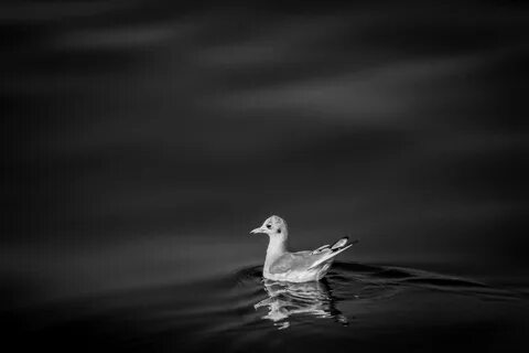 Черно белая птица на воде