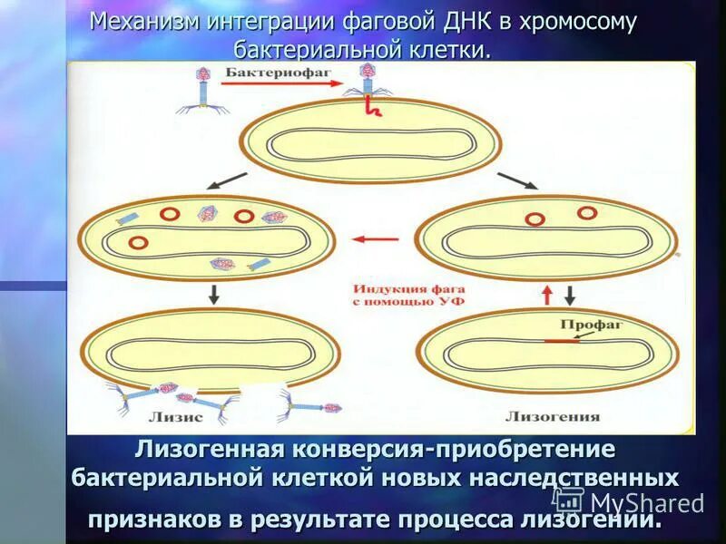 Есть ли наследственный материал у бактерий