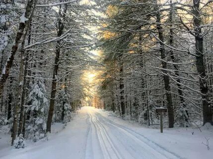 Краски зимнего леса