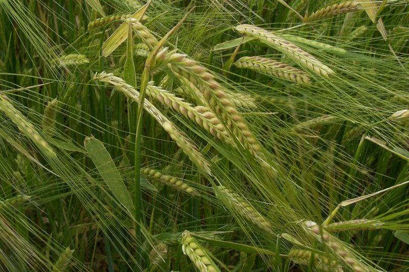 Ячмень больничный. Hordeum vulgare l. Ячмень ковыль щетинник. Hordeum pamiricum. Ячмень Туркестанский.